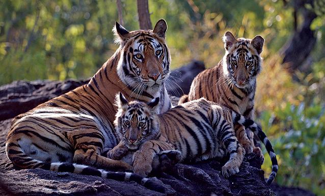 1467874412_2band 3.jpg